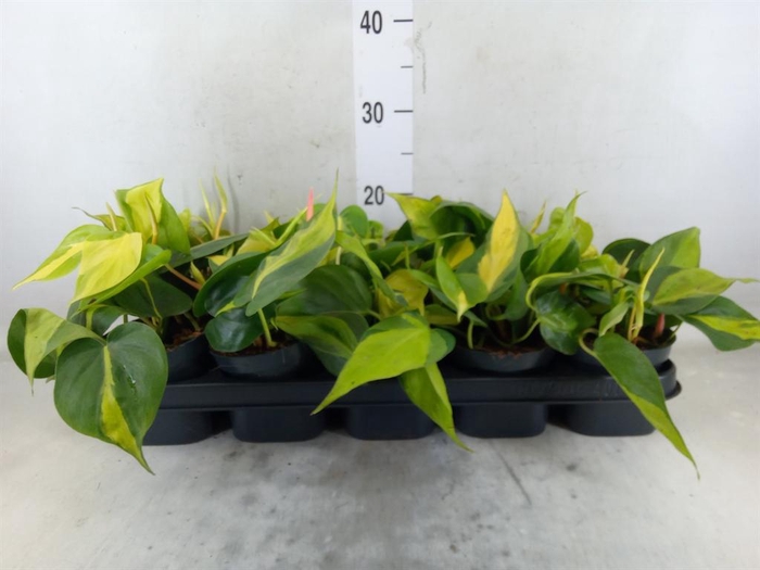 <h4>Philodendron scand. 'Brasil'</h4>