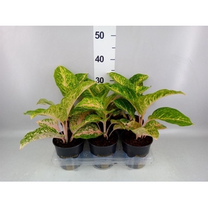 Aglaonema   ...