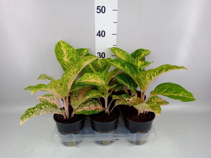 <h4>Aglaonema   ...</h4>