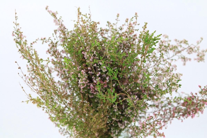 Kaaps Groen Erica Pink