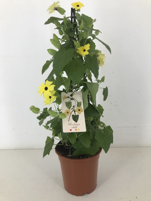 <h4>Thurnbergia Suzie Yellow with</h4>