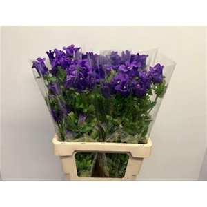 Camp M Champion Blue