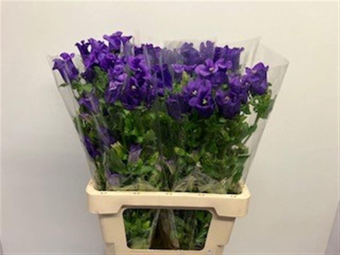 <h4>Camp M Champion Blue</h4>