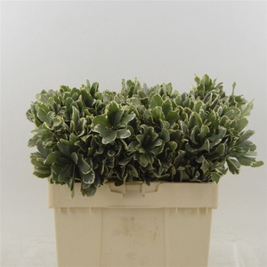 Pittosporum Ilan