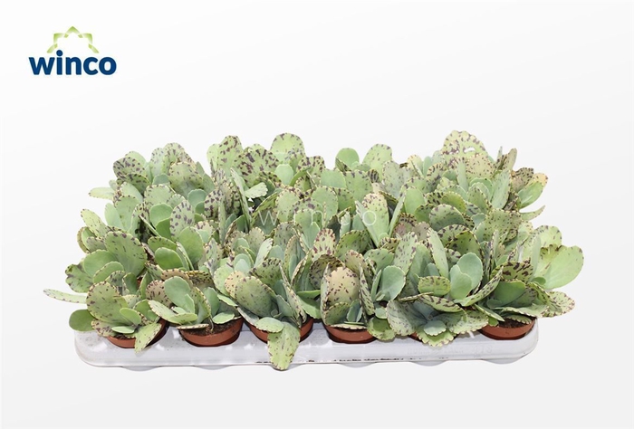 <h4>Kalanchoe Marmorata (tiger)</h4>