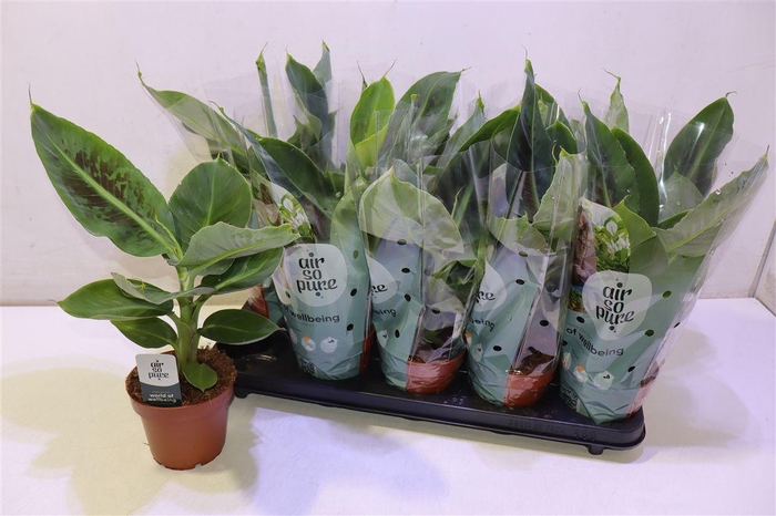 <h4>Musa Tropicana</h4>