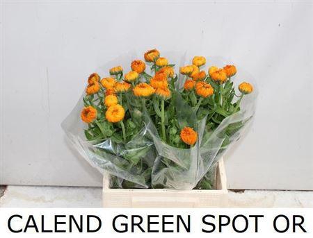 <h4>Calend Green Spot Or</h4>