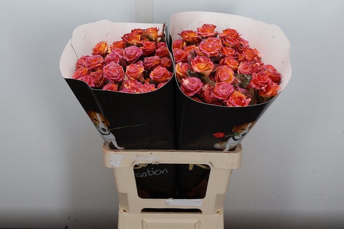 <h4>R Tr Wx Flaming Versilia Xl</h4>