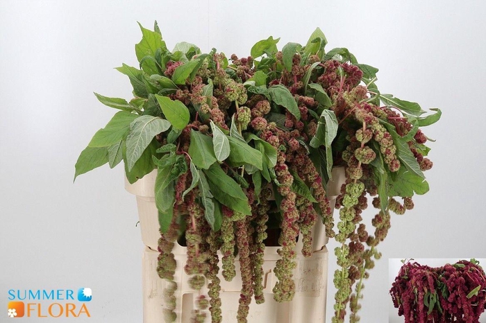 <h4>AMAR CA MIRA</h4>