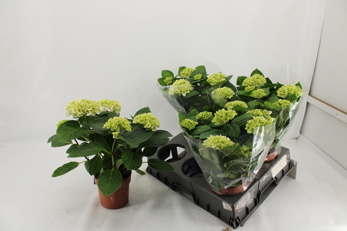 <h4>HYDR M HI WHITE SUN</h4>