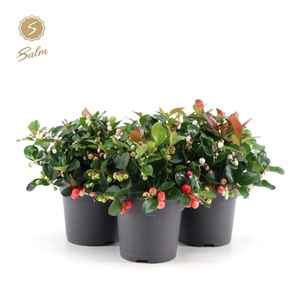 Gaultheria pr. 'Big Berry'® P12