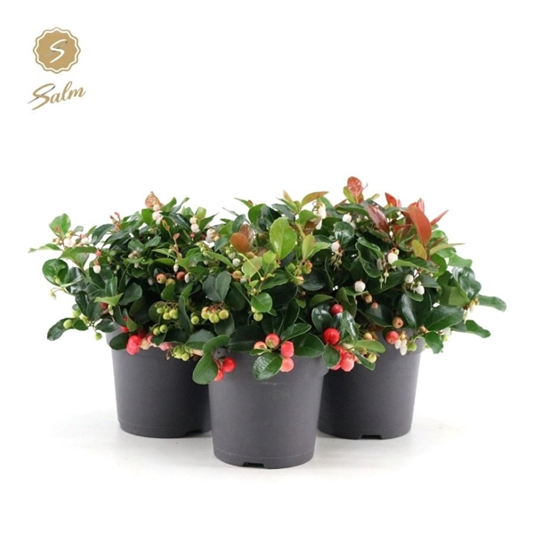 <h4>Gaultheria pr. 'Big Berry'® P12</h4>