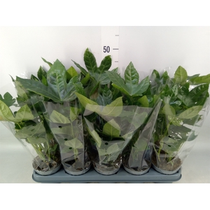 Fatsia japonica   ...