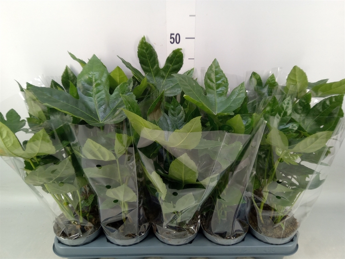 <h4>Fatsia japonica   ...</h4>
