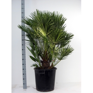 CHAM HUMILIS