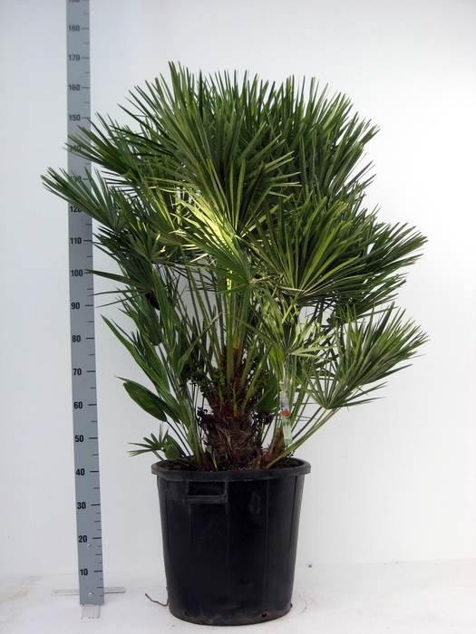 <h4>CHAM HUMILIS</h4>
