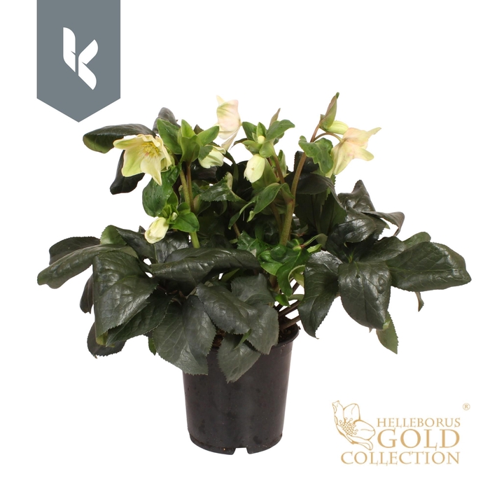 <h4>HGC Helleborus Ice N Roses White</h4>