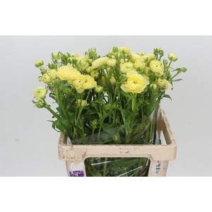 Ranunculus Moderna Limoncello