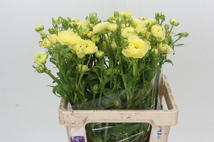 <h4>Ranunculus Moderna Limoncello</h4>