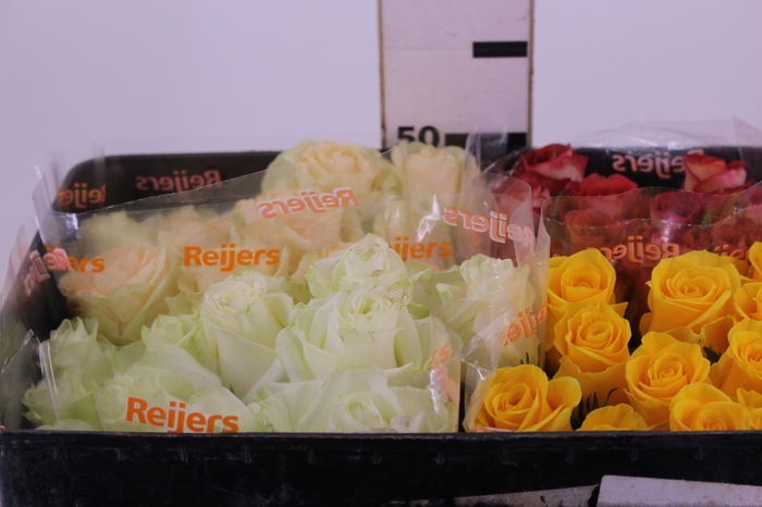<h4>ROSA VARIADA 050 CM ESTUFA</h4>
