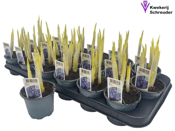 <h4>IRIS RET HARMONY</h4>