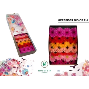 Gerbera GB Spider mix