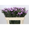 Aster Astee Pink Pearl