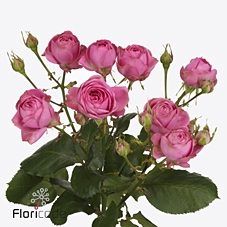 Rosa spray giselle!