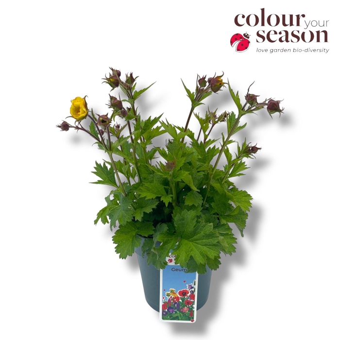 <h4>Geum Tutti Frutti P15</h4>