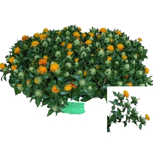 Carthamus Tinctorius 55cm