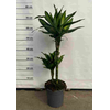 Dracaena overig