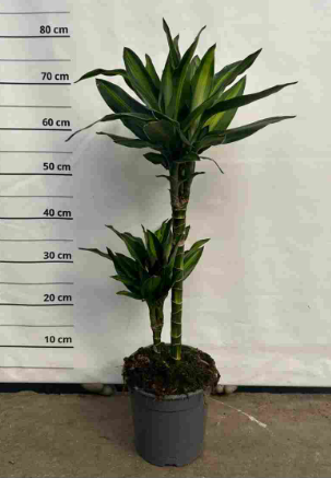 Dracaena overig