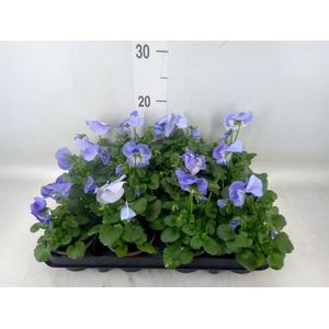 Viola wr. 'Flair Light Blue'