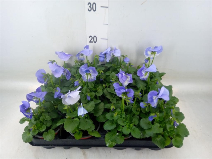 <h4>Viola wr. 'Flair Light Blue'</h4>