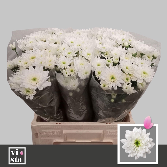 <h4>CHR T ZEHNYA</h4>