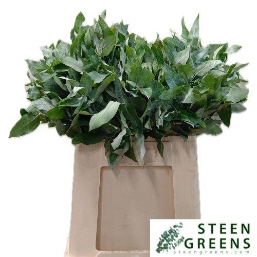 <h4>EUCA ROBUSTA JUV</h4>