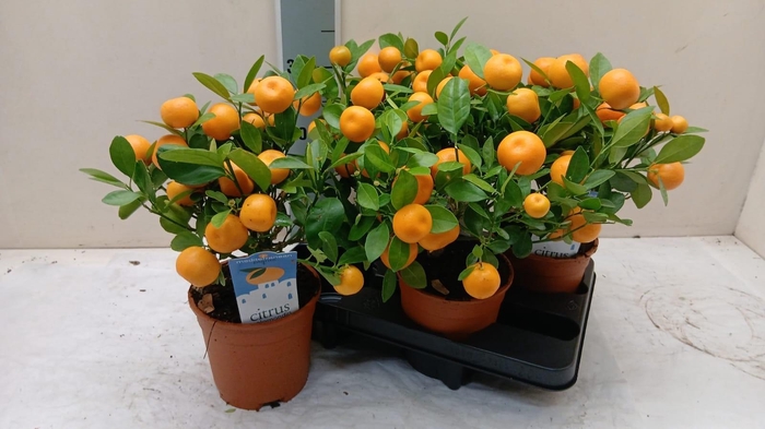 <h4>CITR MICROCARPA</h4>