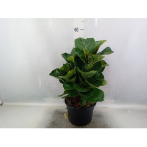 Ficus lyrata 'Bambino'