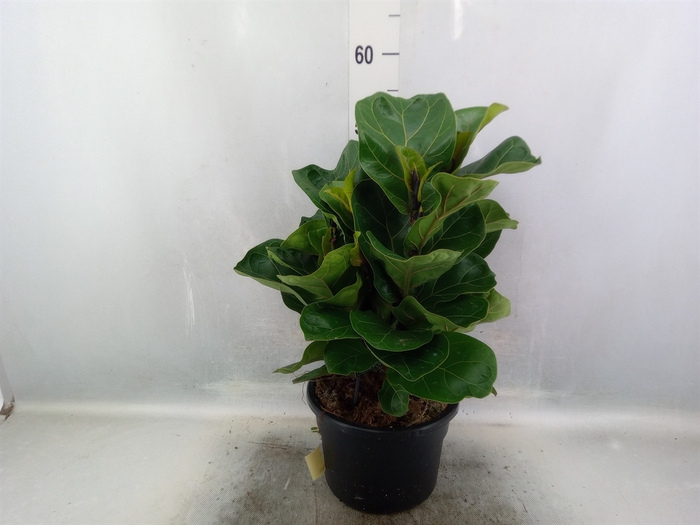 <h4>Ficus lyrata 'Bambino'</h4>