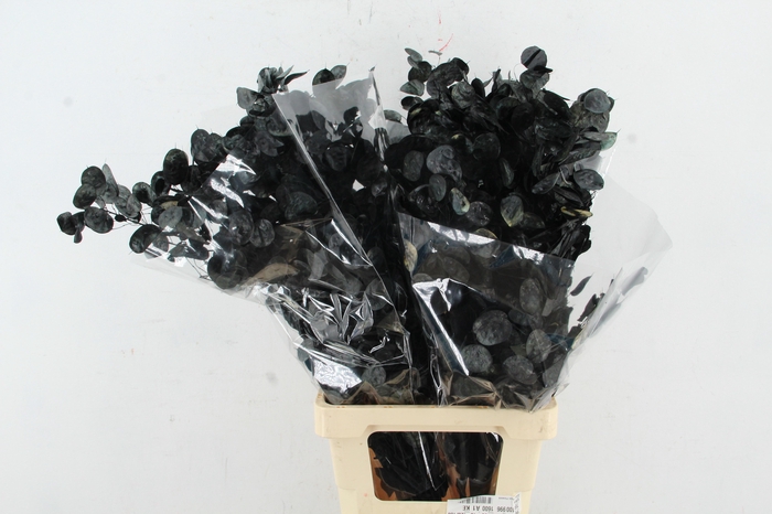 <h4>DF Lunaria Bs Black</h4>