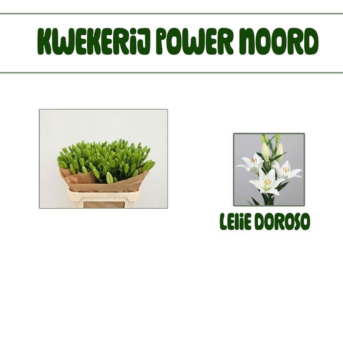 <h4>LI LA DOROSO</h4>