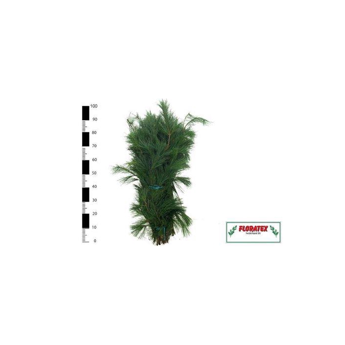 <h4>Pinus Strobus Per Bos</h4>