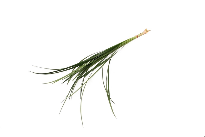 <h4>Lilly Grass</h4>