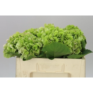 Hyd Verena Green Classic