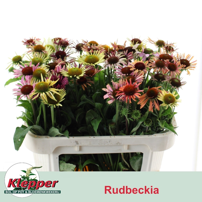 RUDBECKIA OV