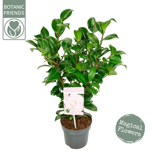 Camellia japonica