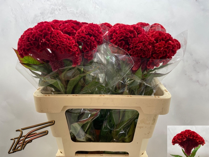 <h4>CEL C FLASHING</h4>