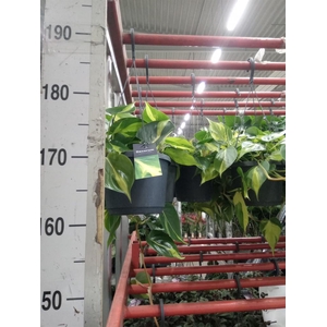 Philodendron scand. 'Brasil'