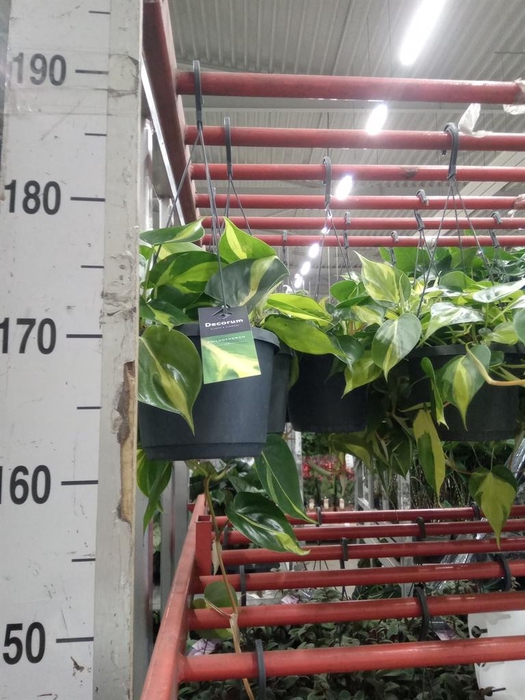 <h4>Philodendron scand. 'Brasil'</h4>