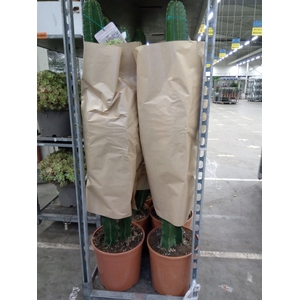 Euphorbia   ...